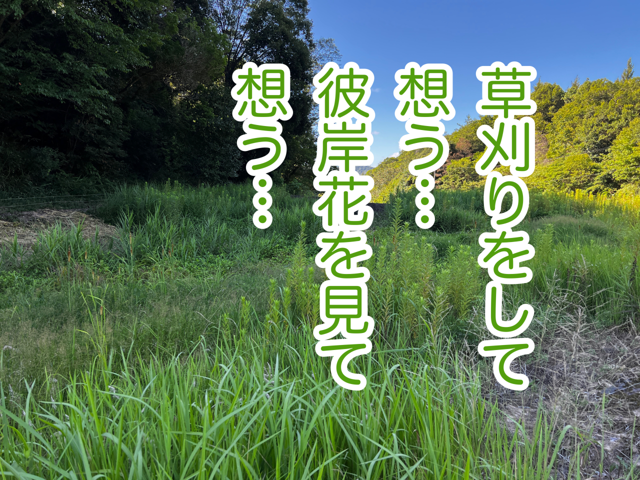 堂々川の草刈りと彼岸花ロード！